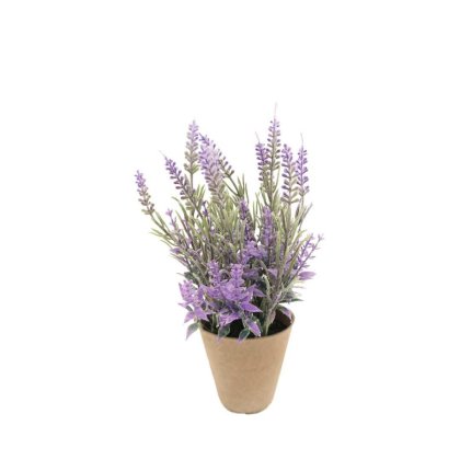 LAVENDER PLANT IN PAPER POT TEAKWORLD MAURITIUS