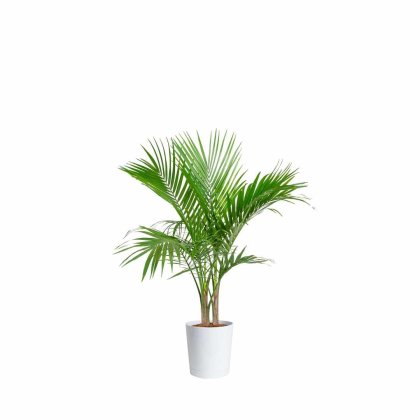 23262 - DECO ARTIFICIAL PALM TREE DZ0161 IN UV-TREATED POT H210 Teak World Mauritius