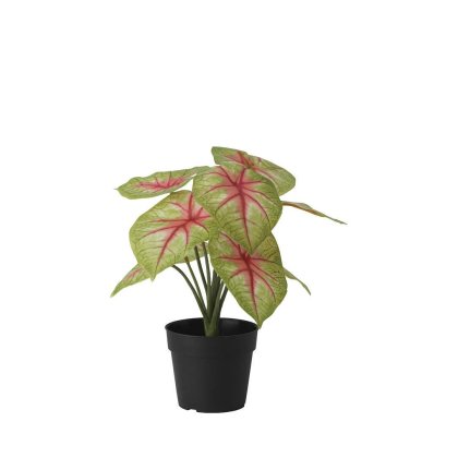 23285-RED LEAVES IN BLACK PLASTIC POT TEAKWORLD MAURITIUS
